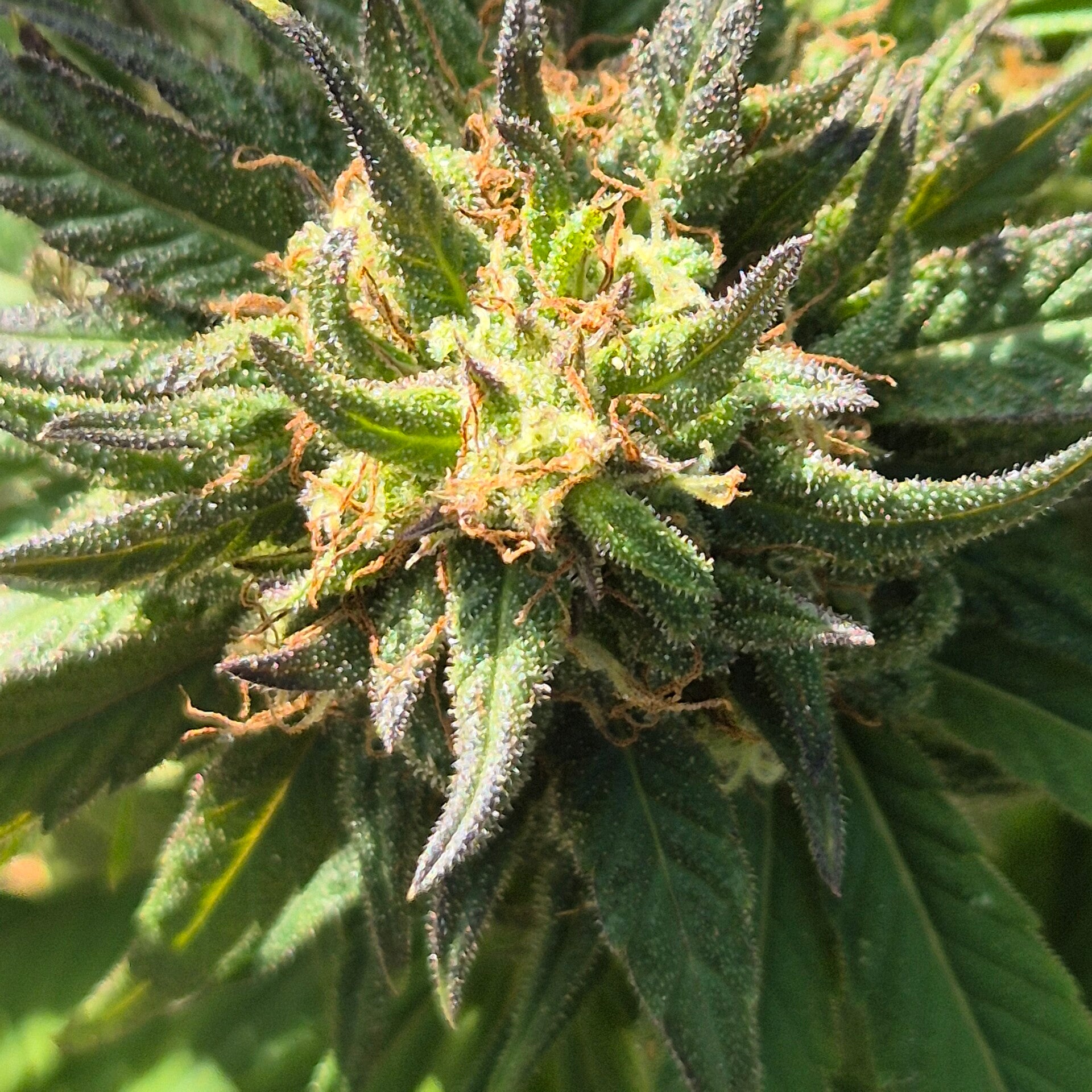Sour Cookie