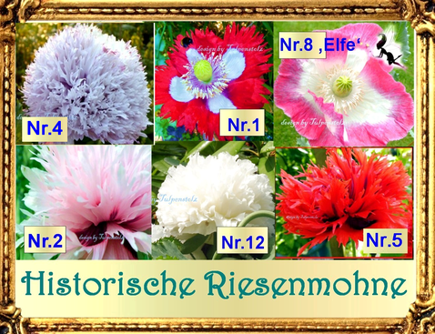 Riesenmohne Tulpenstolz Lilac Pompon sur Rouge Elfe Rita Weiß gefüllt, rosa gefedert, rot gefedert, Danish Flag