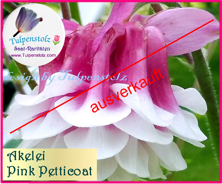 Akelei Pink Petticoat  rosa weiß halb gefüllt, bot.Aquilegia vulgaris plena Tulpenstolz samen Schattenstaude  Bienenweide