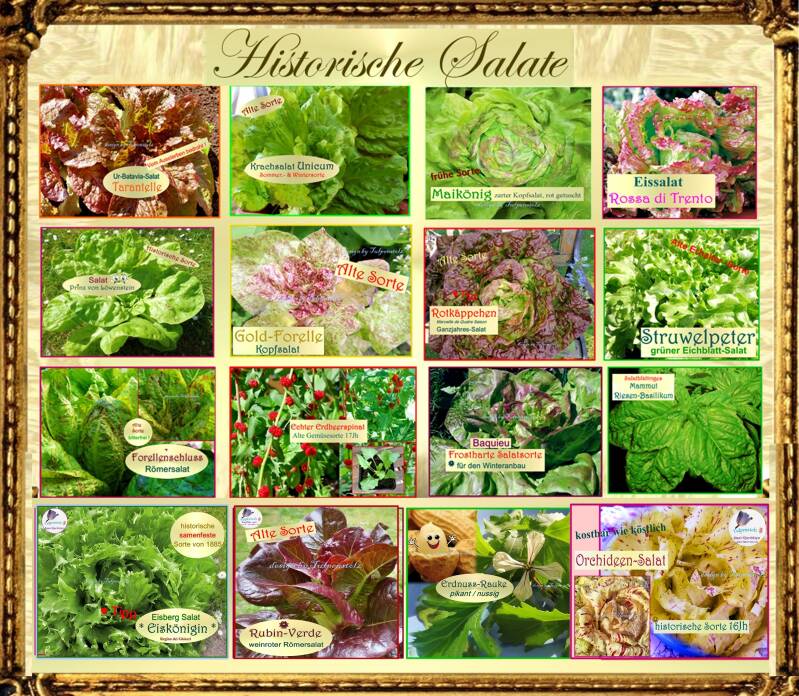 alle-16-historischen-salate-gem-se-tulpenstolz-4-2026-standard-2az4kx.jpg