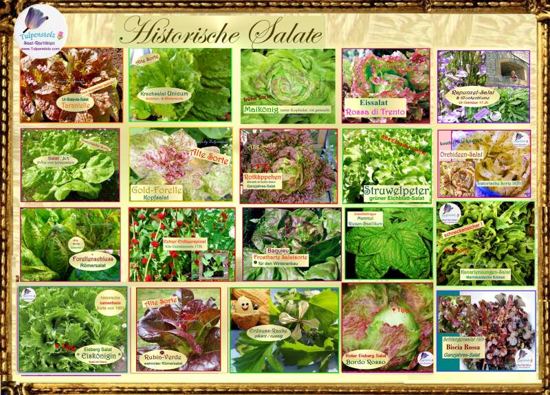 Tulpenstolz Alte Salat Sorten samenfest 