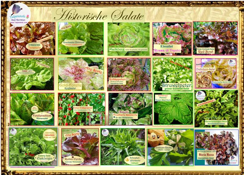 Tulpenstolz Salat Raritäten alte Sorten 
