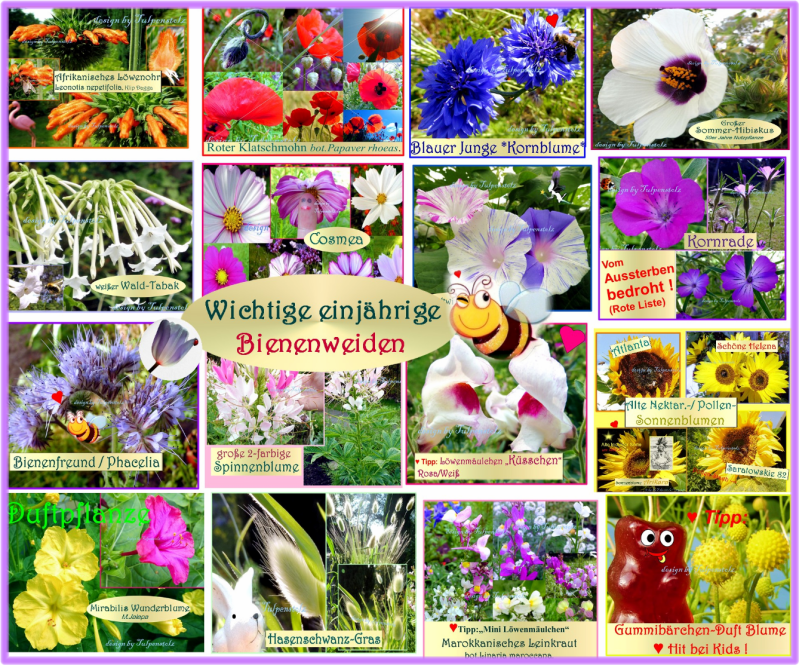 alle-einj-hrige-blumen-bienenweiden-tulpenstolz-saatrarit-ten-kleiner-wb-standard.png