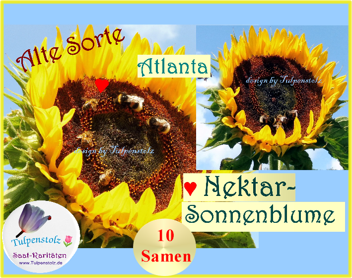 Sonnenblume Atlanta