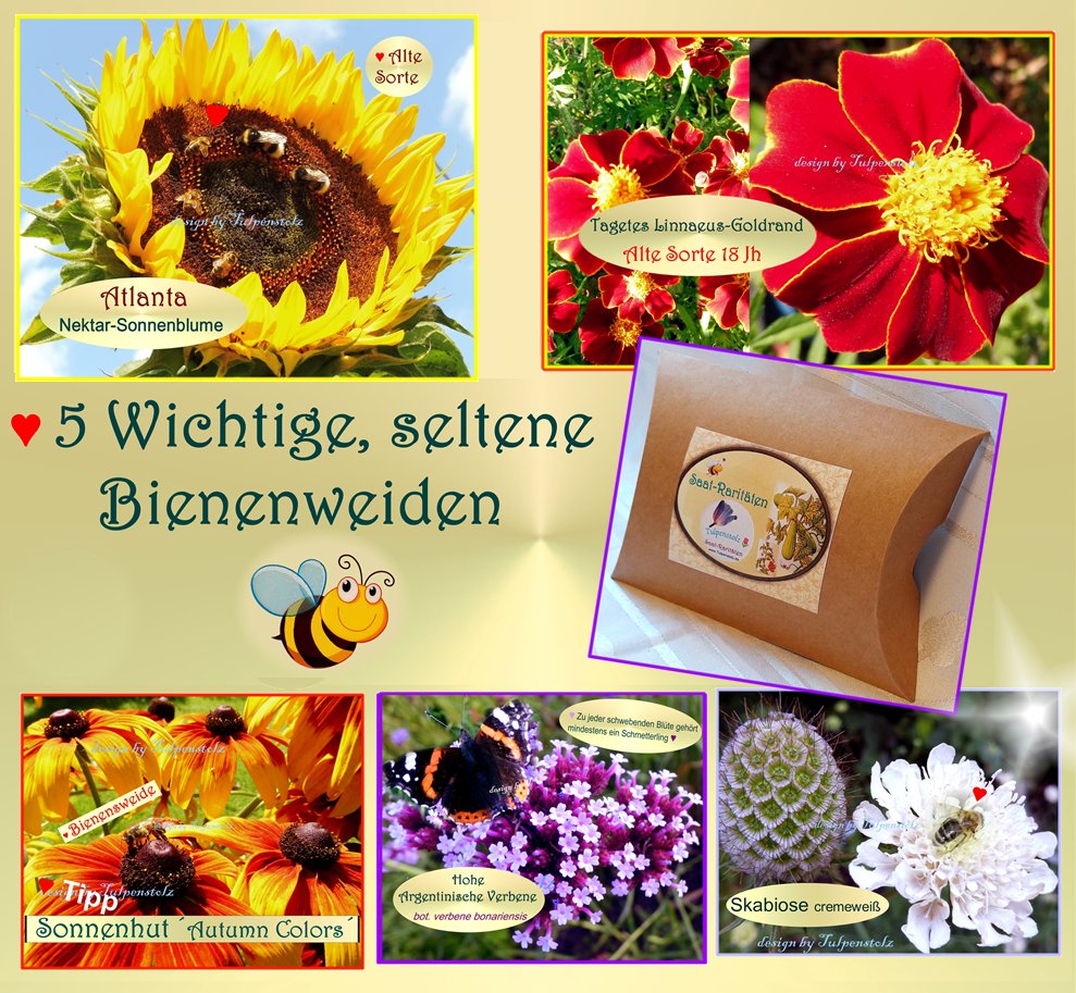 bienenweiden-seltene-geschenk-tulpenstolz-wb-standard-7cxv5l.png