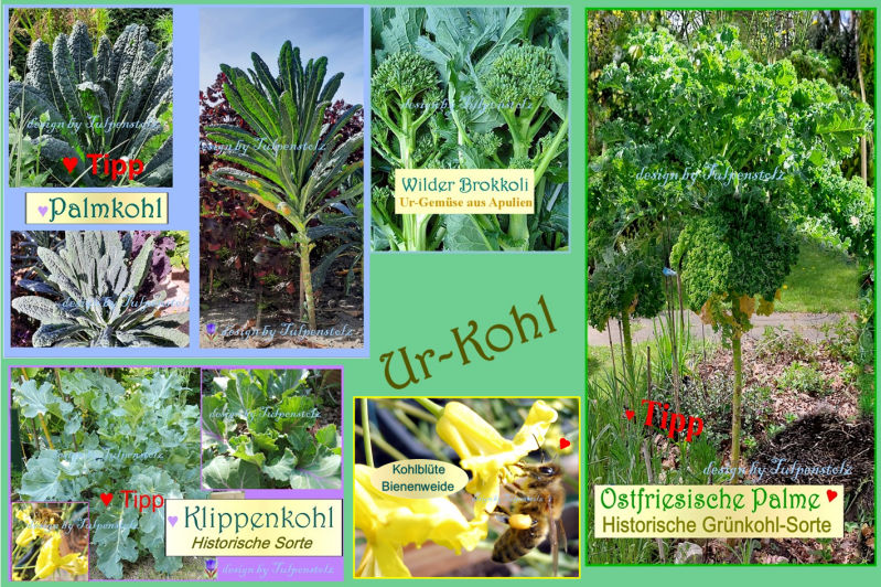 Tulpenstolz Historische Kohlsarten Alte Sorten Grünkohl Klippenkohl Wilder Brokkoli Palmkohl Ostfriesische Palme Tulpenstolz Samen Ur-Kohl 