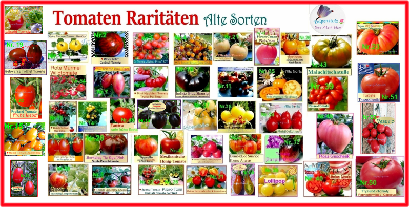 Tomaten alle Sorten Tulpenstolz Mexikanische Honigtomate Küstengold,Arche Noah, HimbeereRose Goldene Königin Purple Dragon Vesuvio Thessaloniki Big Rainbow Ananas Tomate  Litschi Tamina Freilandtomaten Indigo Kumquat Bumblebee Trefle Du Togo Corazon