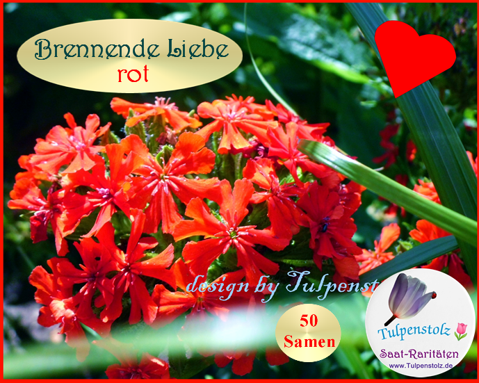 Brennende Liebe rot