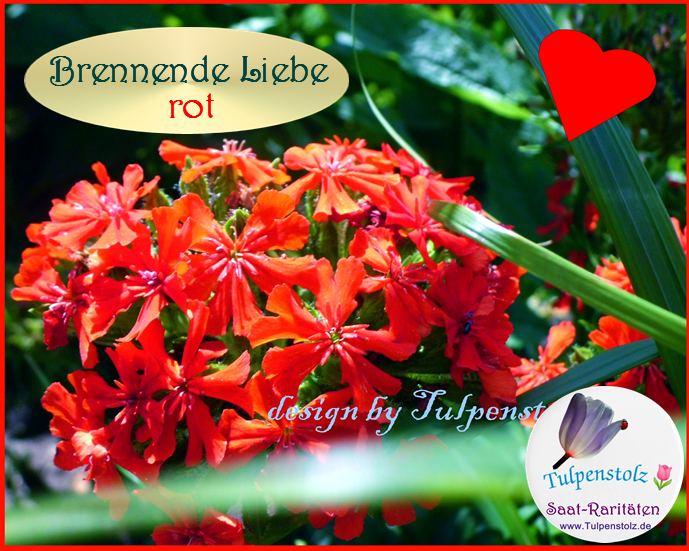 Brennende Liebe rot, bot. Lychnis chalcedonica Tulpenstolz winterharte Staude BienenweideSamen