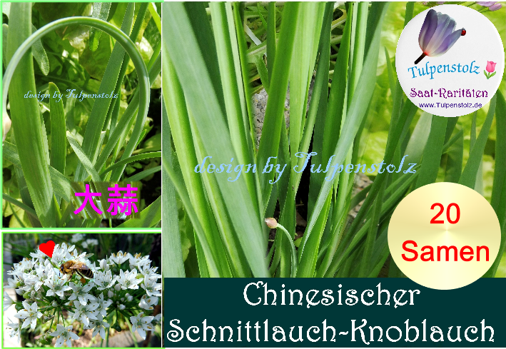 Chinesischer Knoblauch-Schnittlauch