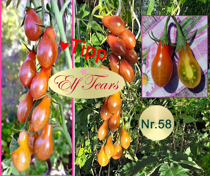 elf-tears-nr-58-freiland-tomate-tulpenstolz-saatrarit-ten-wb-standard-s34qgp.png
