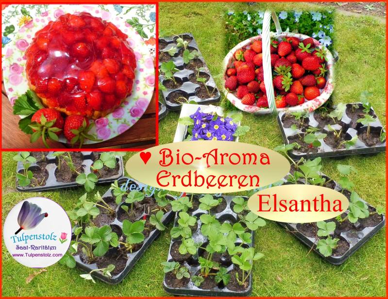 Erdbeerpflanzen Elsantha Elsanta Alte Sorte Bio Aroma Tulpenstolz
