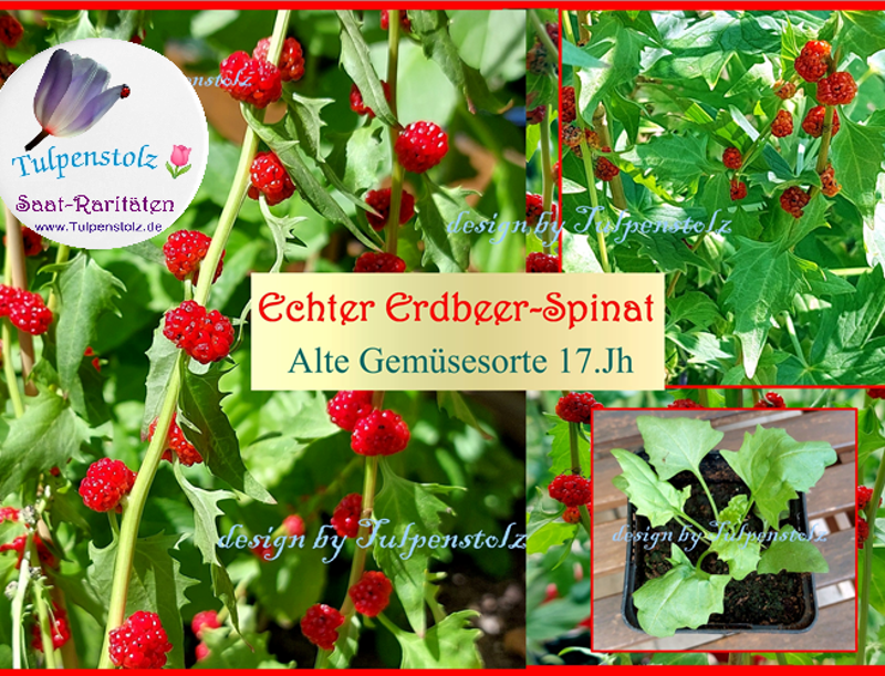 Erdbeerspinat Spinat  Erdbeer rote Beeren Tulpenstolz Samen Alte Sorte