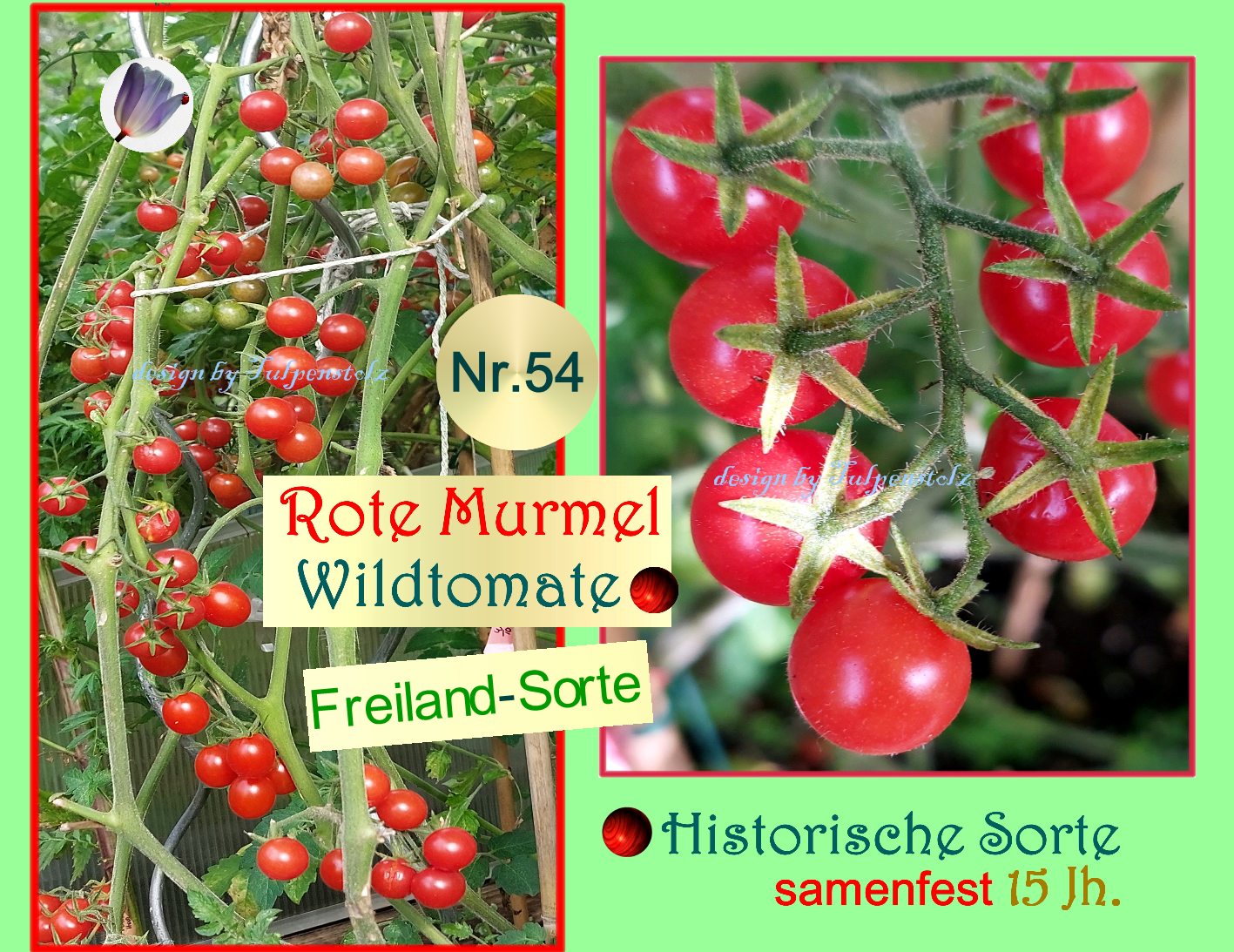 freiland-tomate-nr-54-rote-murmel-alte-sorte-tulpenstolz-saat-rarit-ten-x-wb-6-standard-glov35.png