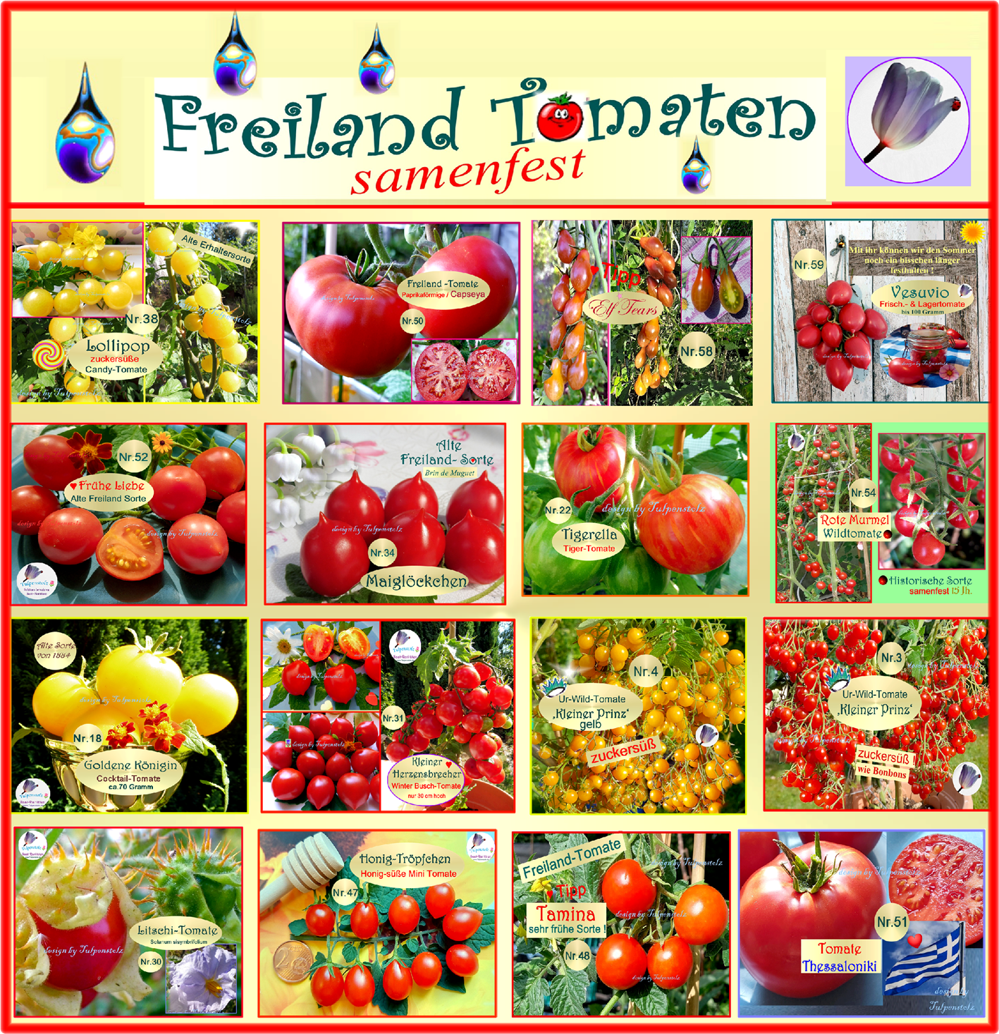 Freiland Tomaten Tulpenstolz kein Gewächshaus nötig 