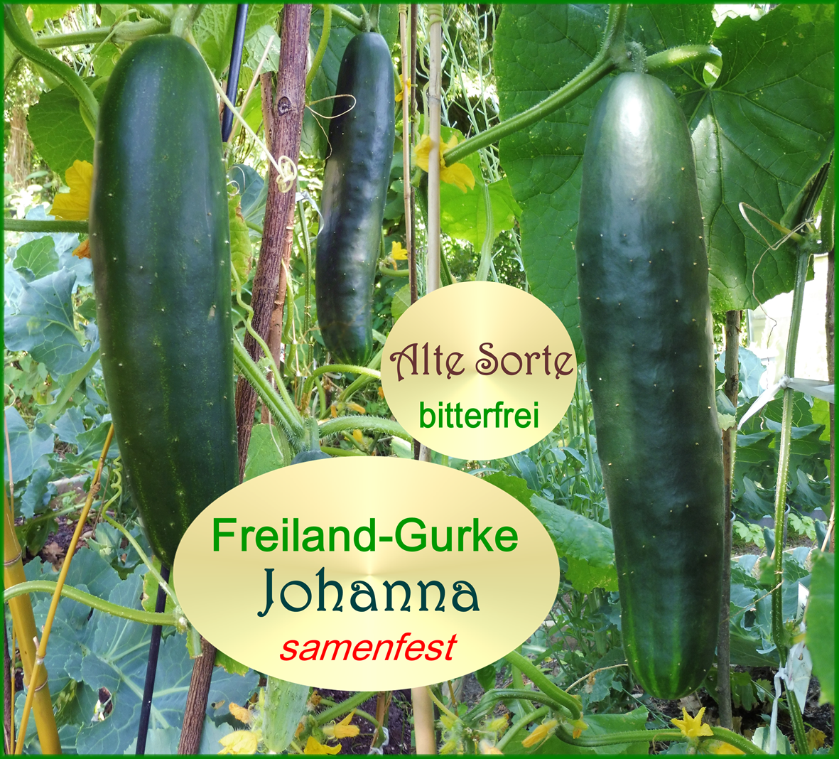 gurke-johanna-freiland-dunkel-gr-n-tulpenstolz-collage-text-1-standard-pji4jc.png