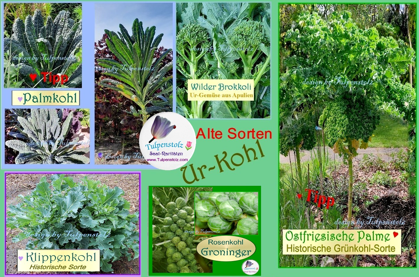 Tulpenstolz Ur Kohl Palmkohl Wilder Brokkoli Ostfriesische Palme