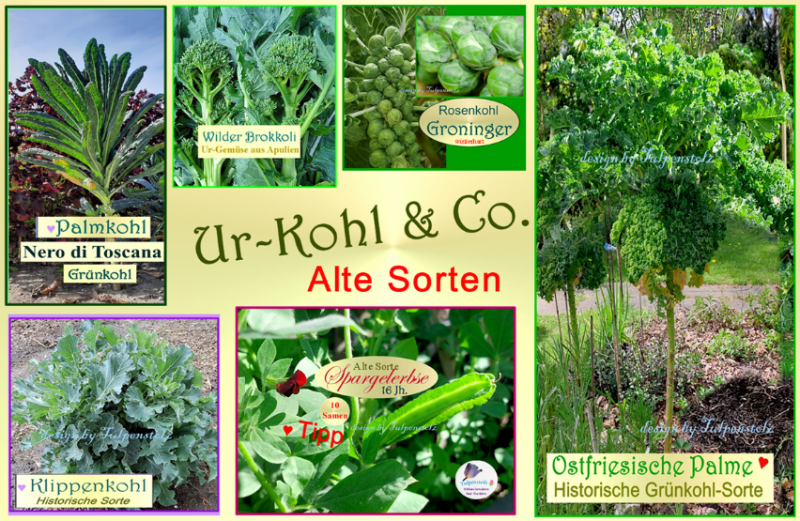 Ur Kohl Ostfriesiche Palme Wildkohl Spargelerbse Klippenkohl