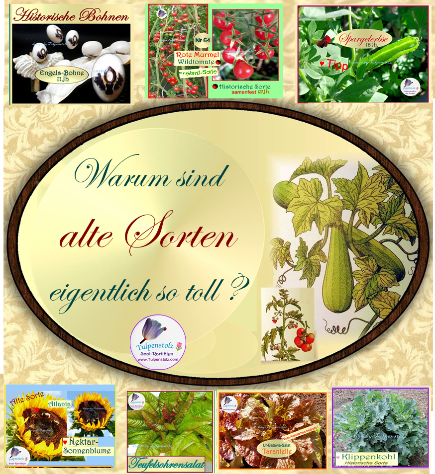 Tulpenstolz Saatraritäten Alte Sorten erhalten  sind toll 