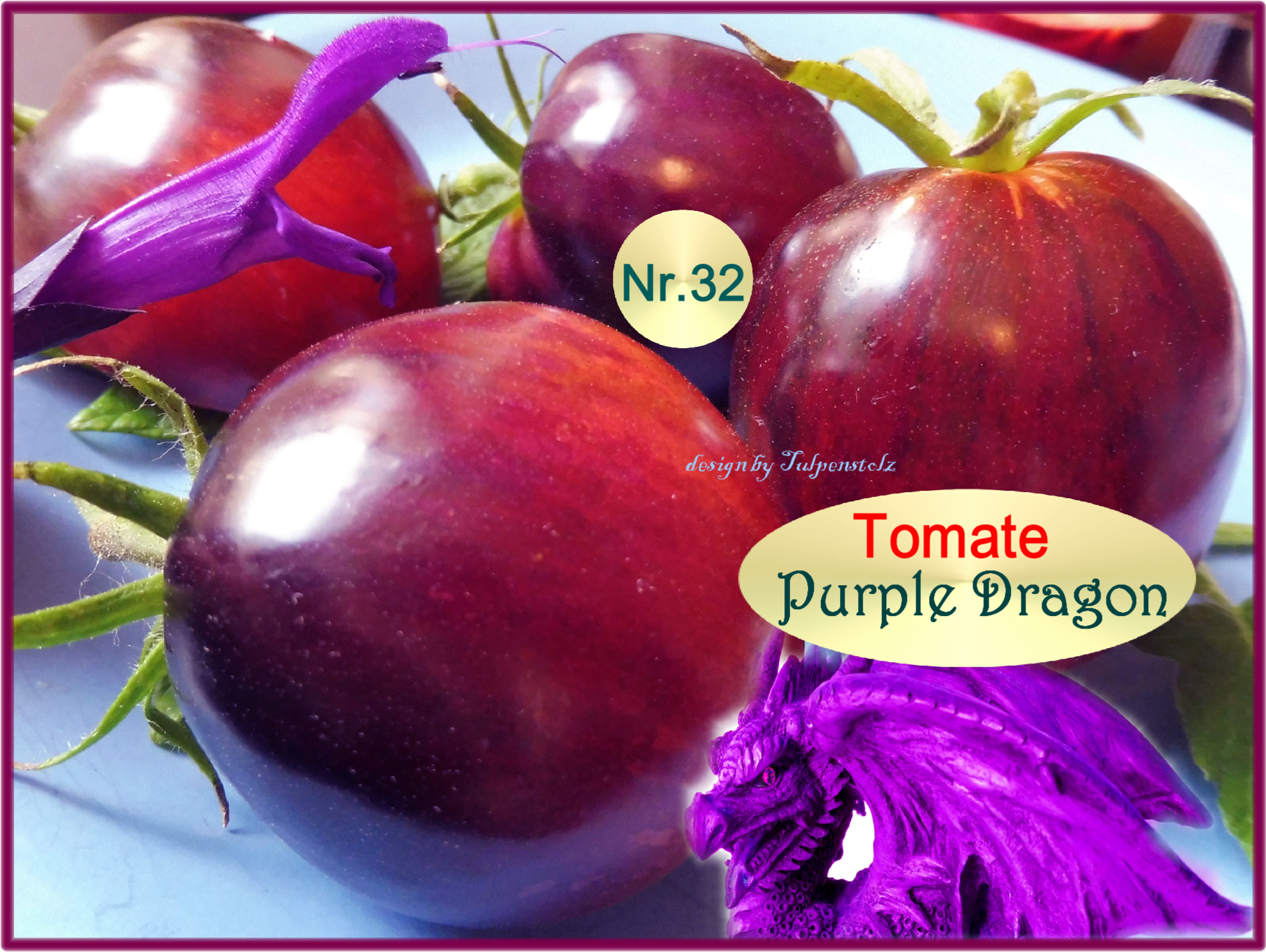 Lila schwarze Tomate Purple Nr.32 Purple Dragon Tulpenstolz Saatraritäeten )