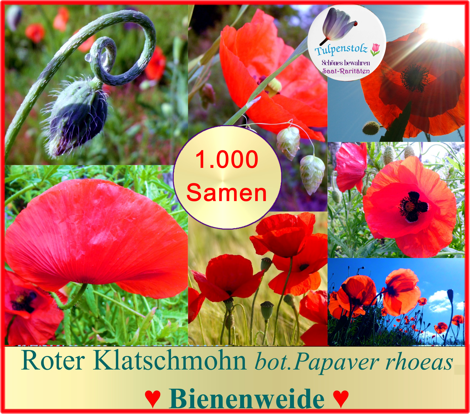 Klatschmohn rot Papaver rhoeas