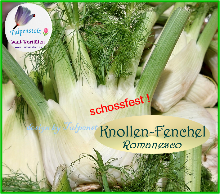 Knollen-Fenchel Finocchio Romanesco