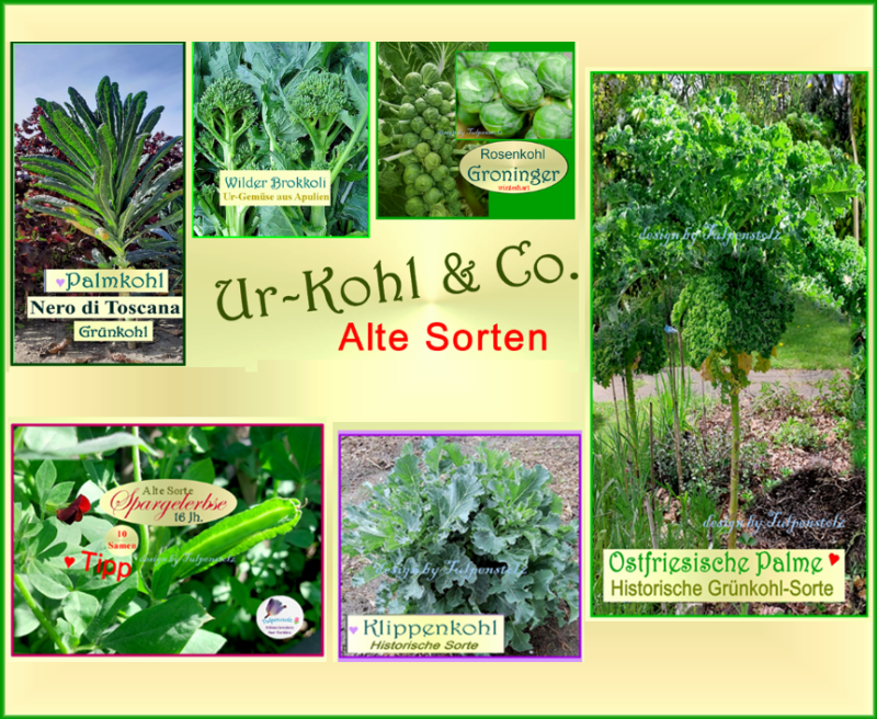 kohl-alle-sorten-collage-quadratisch-standard.png
