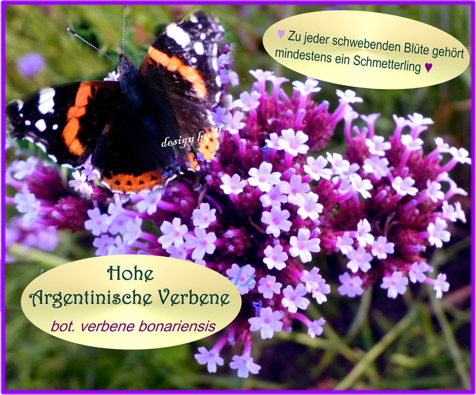 lila-hohe-argentinische-verbene-tulpenstolz-bienenweide-schmetterling-wb-3-standard-6a577n.png