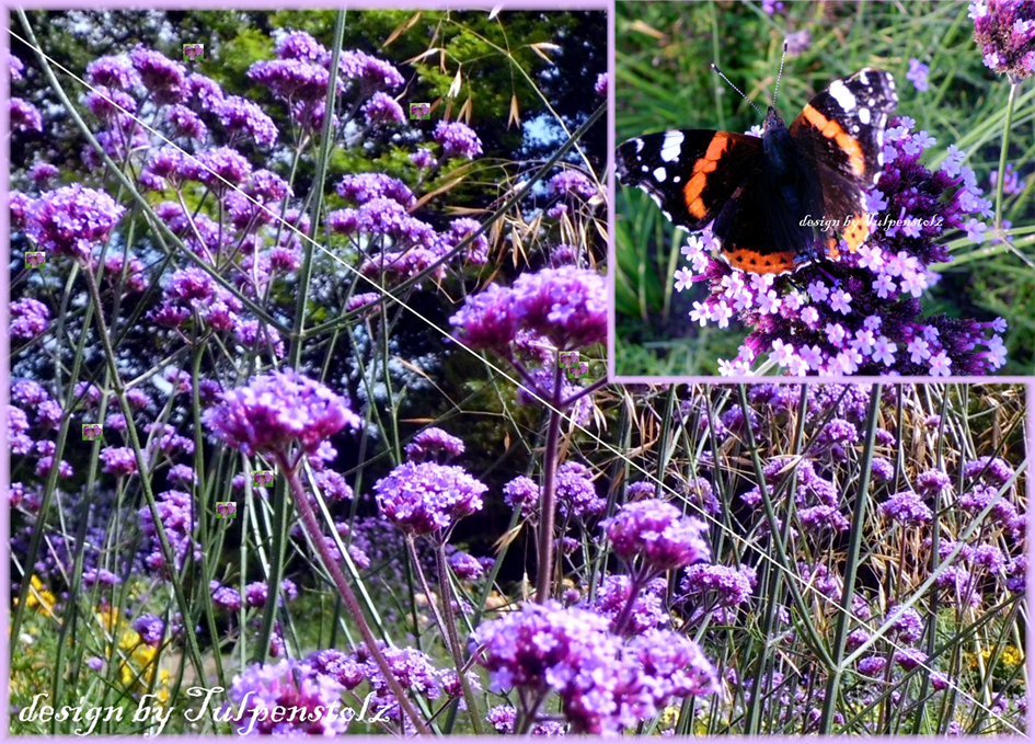 lila-hohe-argentinische-verbene-tulpenstolz-bienenweide-schmetterling-wb-i-3-standard-53bhb2.png