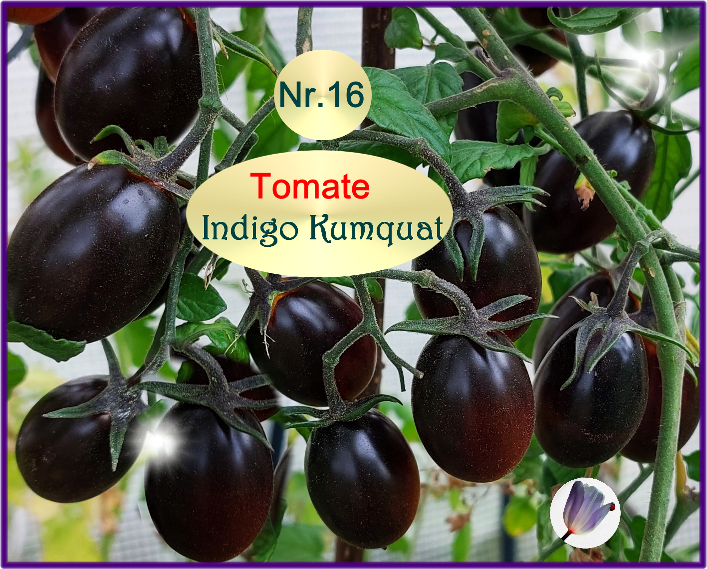 lila-schwarze-tomate-nr-16-indigo-kumquat-tulpenstolz-saatrarit-ten-wb-standard-n6ugu3.png