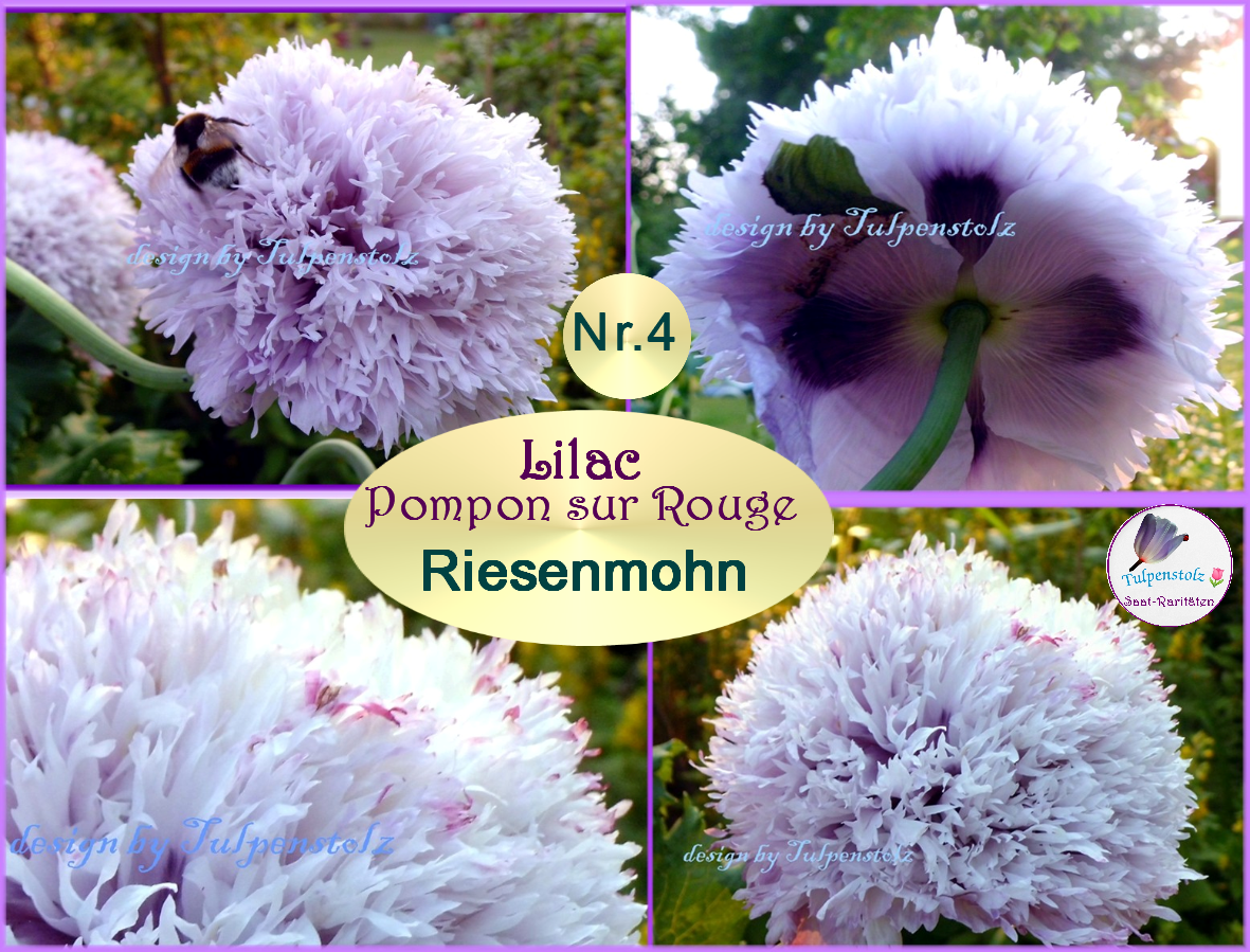 Nr.4 Riesenmohn Lilac Pompon sur Rouge