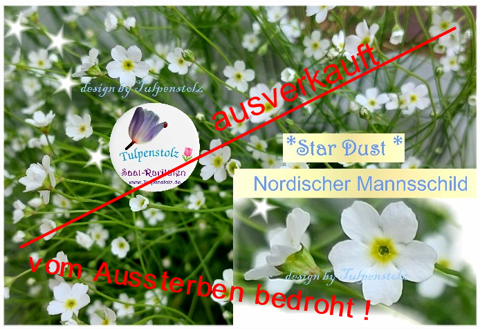 Nordischer Mannsschild, weiße Blütenwolken, bot. Androsace septentrionali Bedrohte Art  Tulpenstolz Samen weiße kleine Blüten Bienenweide selten 