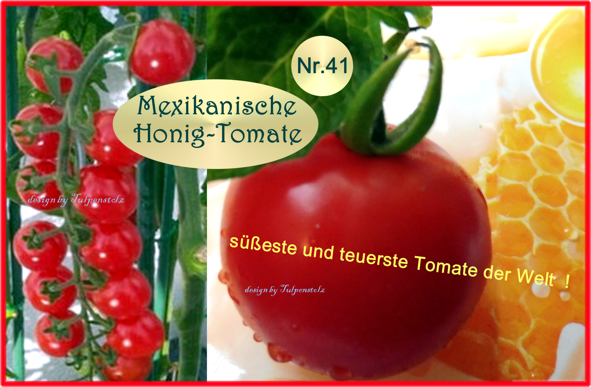 mexikanische-honigtomate-nr-41-s-tulpenstolz-saatrarit-ten-5-standard.png