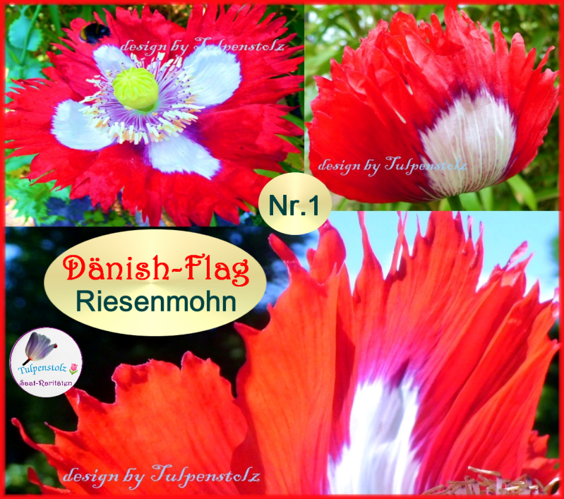 Tulpenstolz Riesenmohn rosa weiß Dänisch Flag Danish Flag gezackthistorische Sorte Samen Raritäten Saatgut 