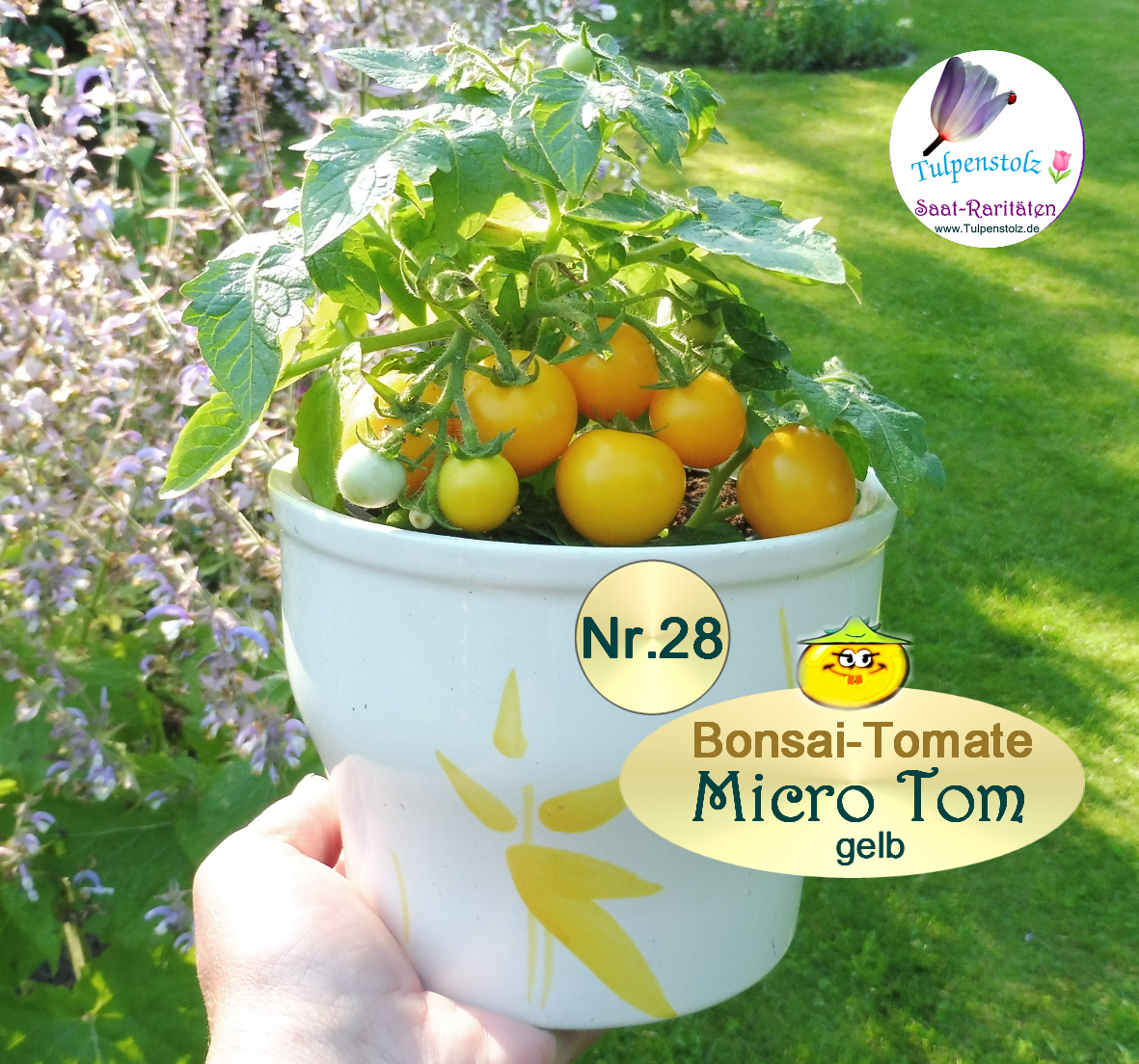 Nr.28 Micro Tom Bonsai gelb