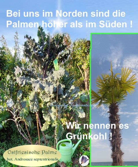 Tulpenstolz Ostfriesische Palme Hohe Grünkohlsorte Ur-Kohl Saat-Raritäten