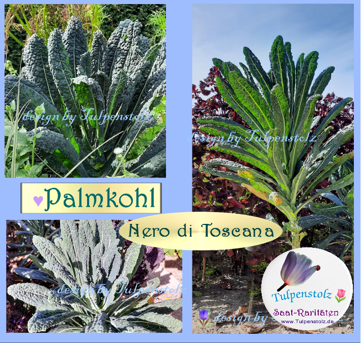palmkohl-nero-di-toscana-tulpenstolz-standard-29mc39.png
