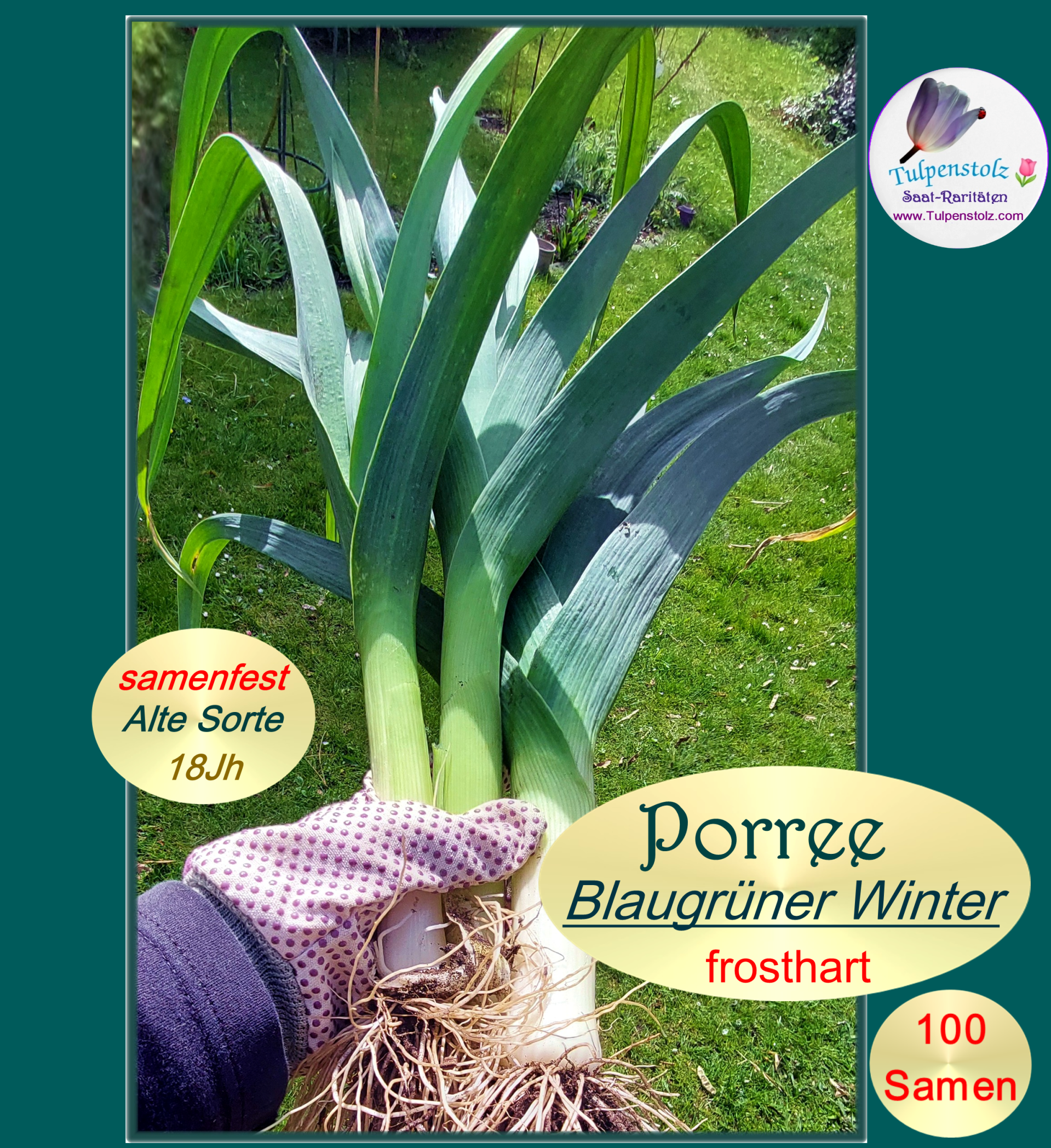 Porree Blaugrüner Winter