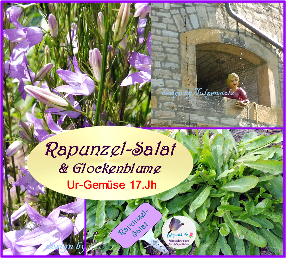Rapunzel Echte Glockenblume Bienenweide Salat Ur Gemüse Tulpenstolz