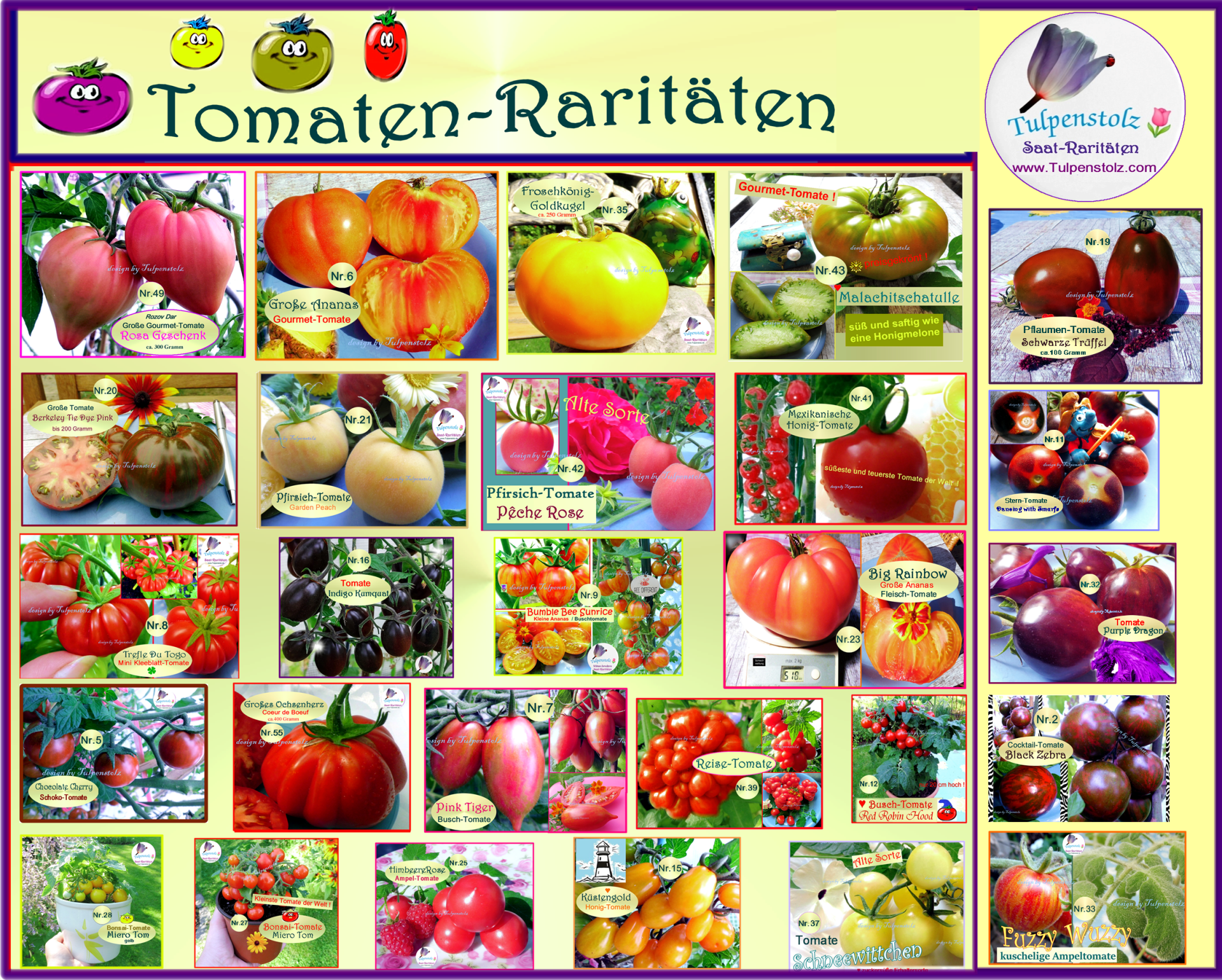 Tomaten Raritäten Tulpenstolz Saatraritäten