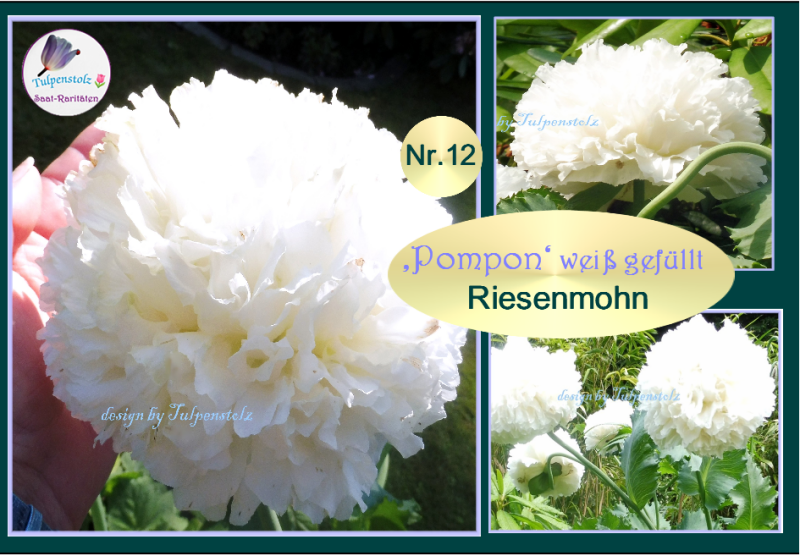 Tulpenstolz Riesenmohn weiß gefüllt Pompon  historische Sorte Samen Raritäten Saatgut 