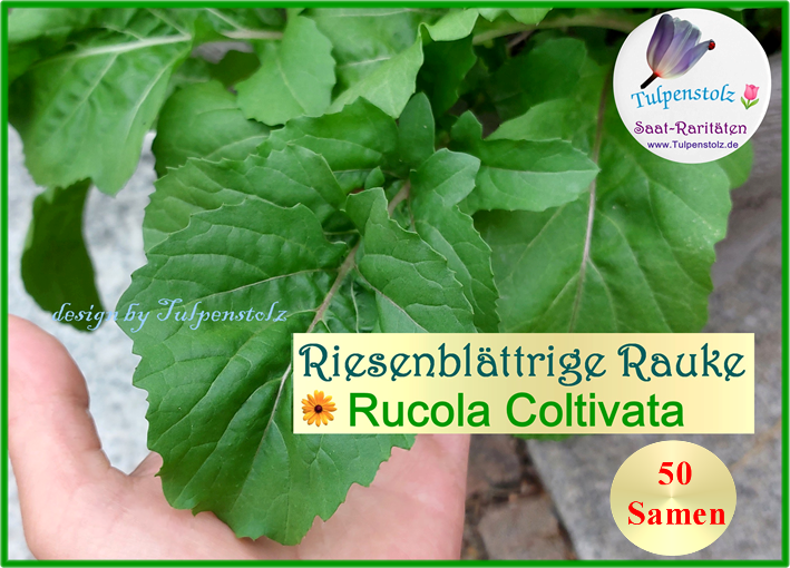 Rucola Coltivata große Rauke
