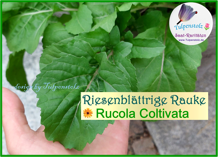 Rucola Coltivata große Rauke