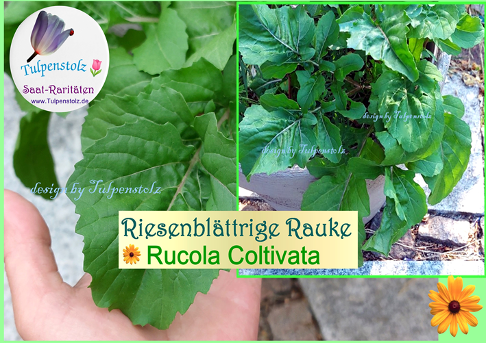 Rucola Coltivata bot. Eruca sativa v.coltivata große Salatrauke Tulpenstolz Bienenweide