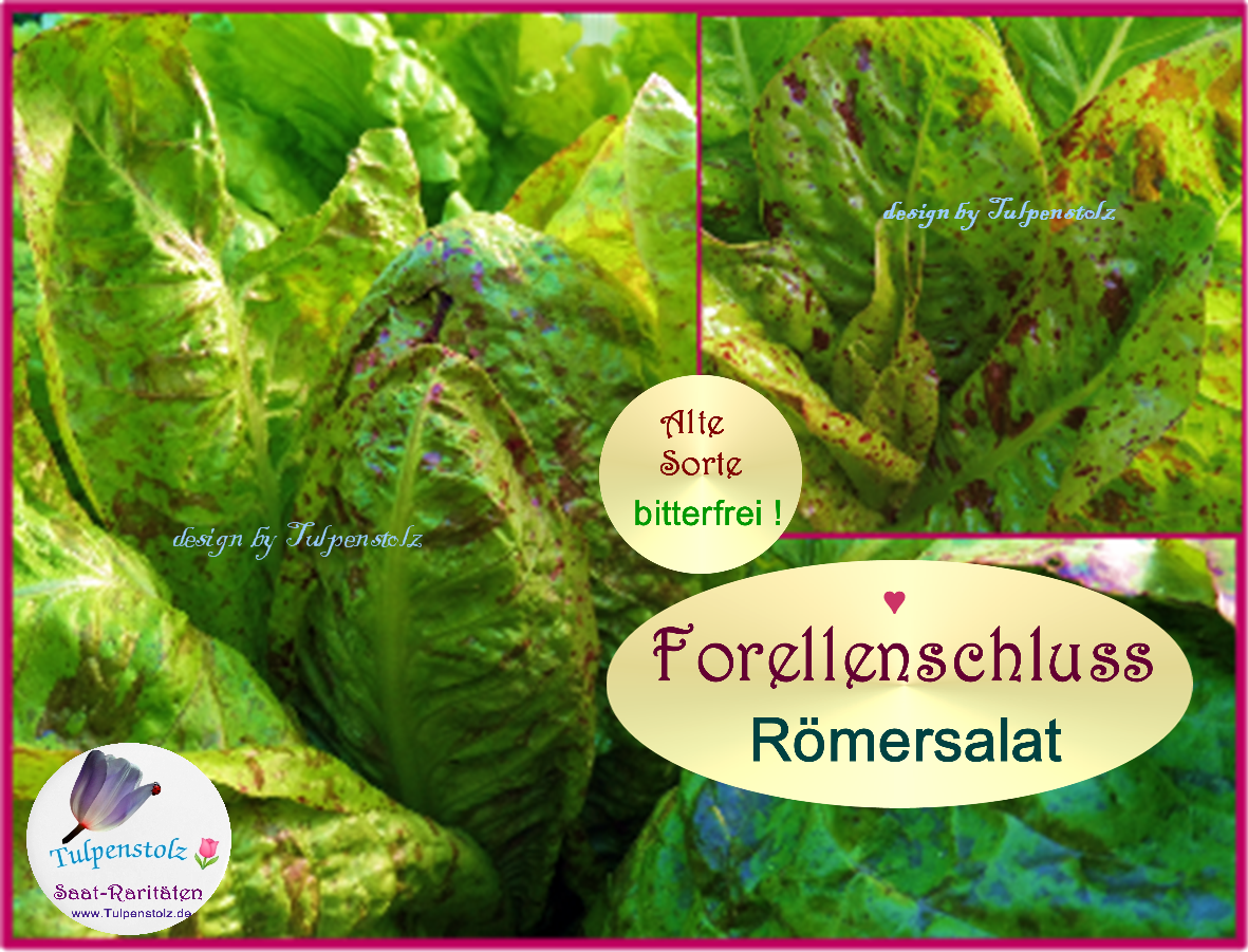 salat-forellenschluss-r-mersalat-tulpenstolz-logo-wb-kleiner-standard-s4xpxl.png