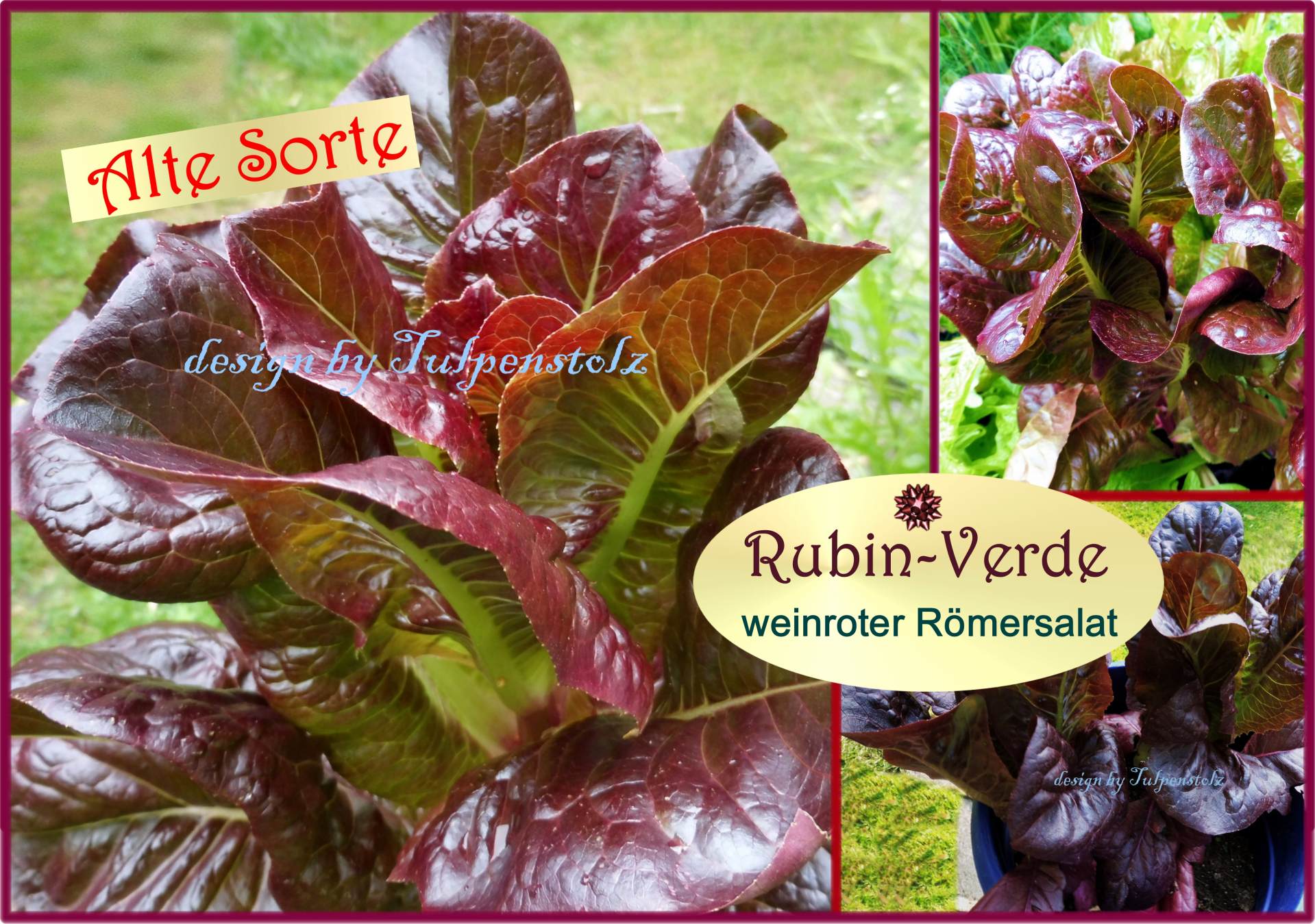 Rubin Verde weinroter Römersalat