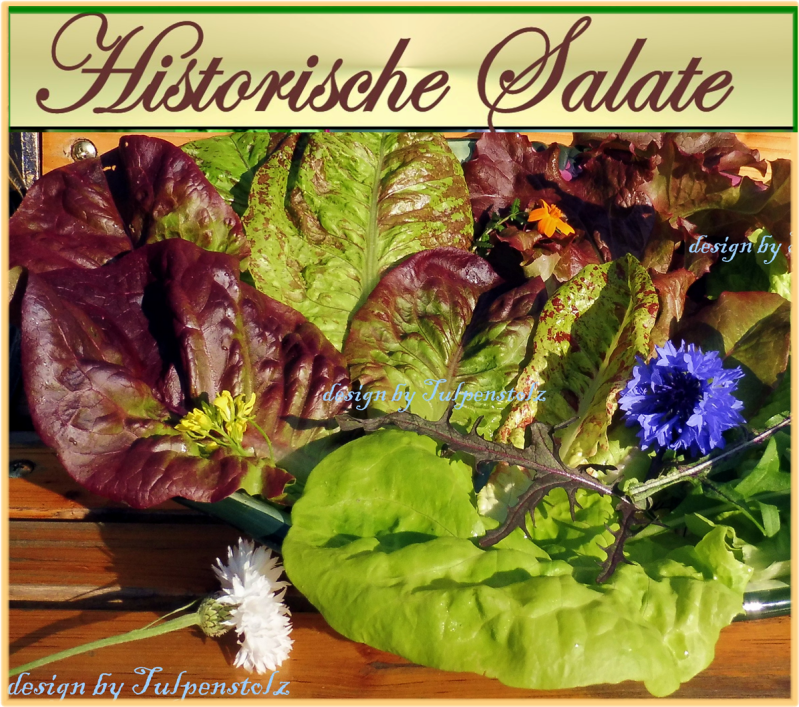 salat-teller-alle-sorten-button-tulpenstolz-historissche-1-standard.png