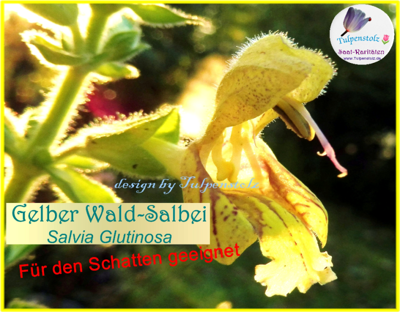 Gelber Waldsalbei Schatten geeignet, bot. Salvia Glutinosa winterharte Staude Tulpenstolz Samen Bienenweide 