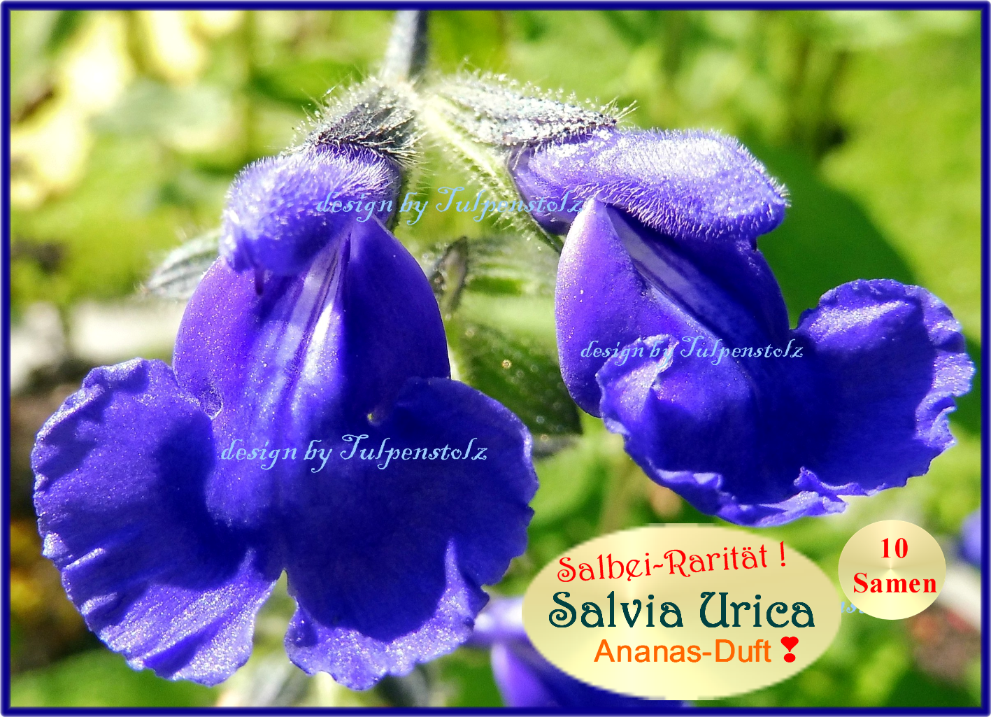 Salbei Urica azur Duft