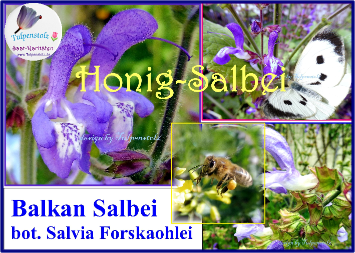 Balkan Honig-Salbei blau / weiß bot. Salvia Forskaohlei Höhe 80 cm, winterharte Staude Tulpenstolz  Samen Bienenweide Honigsalbei 